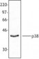 MAPK14 / p38 Antibody (C-Terminus)
