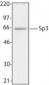 SP3 Antibody (C-Terminus)