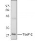 TIMP2 Antibody (clone F27P3A4)