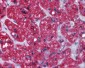 NFKB1 Antibody (C-Terminus)