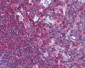 NFKB1 Antibody (clone 4D1)