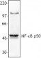 NFKB1 Antibody (clone 4D1)