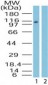 IPO9 / Importin 9 Antibody (aa950-1000)