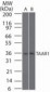 TAAR1 / TA1 Antibody (aa225-250)