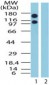 XPO1 / CRM1 Antibody (aa390-408)