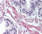 PTAR2 / FNTA Antibody (aa150-250)