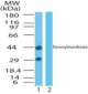 PTAR2 / FNTA Antibody (aa150-250)