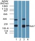RAB7A / RAB7 Antibody (aa90-140)
