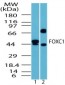 FOXC1 Antibody (aa250-300)