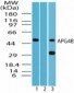 APG4B / ATG4B Antibody