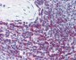 CD7 Antibody (clone MEM-186)