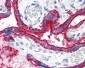 CD59 Antibody (clone MEM-43)