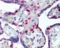 PCNA / Cyclin Antibody (clone PC10)