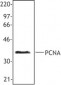 PCNA / Cyclin Antibody (clone PC10)