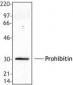 PHB / Prohibitin Antibody (C-Terminus)