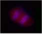 SIK2 / SNF1LK2 Antibody (clone S15G10)
