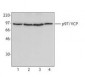 VCP Antibody (clone 4G9)
