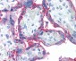 CD59 Antibody (clone p282(H19))