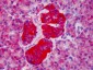 CD99 Antibody (clone HCD99)