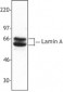 LMNA / Lamin A/C Antibody (C-Terminus)