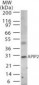 APIP Antibody