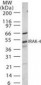 IRAK4 / IRAK-4 Antibody (aa38-54)