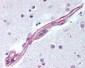 MAPK9 / JNK2 / SAPK Antibody (aa373-389)