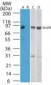 SKIL / SNO / SnoN Antibody (aa600-684)