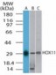 TLX1 / HOX11 Antibody (aa306-318)