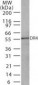 TNFRSF10A / DR4 Antibody (clone 32A242)