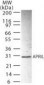 TNFSF13 / APRIL Antibody (aa1-17)