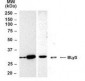 BAFF Antibody (aa254-269)