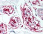 CD59 Antibody (clone MEM-43)
