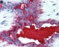 EMA / MUC1 Antibody