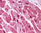 MAPK1 / ERK2 Antibody (clone 4C11C11C4)