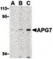 Apg7 / ATG7 Antibody (N-Terminus)