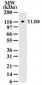 TLR8 Antibody (aa750-850, clone 44C143)