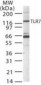 TLR7 Antibody (aa706-728)