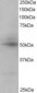 CREB3L4 / AIBZIP Antibody (C-Terminus)