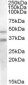 CED6 / GULP1 Antibody (C-Terminus)