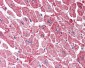 KPNA3 / Importin Alpha 4 Antibody (C-Terminus)