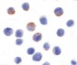 DDX3 / DDX3X Antibody (N-Terminus)