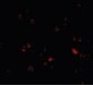 DDX3 / DDX3X Antibody (N-Terminus)