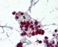NCF1 / p47phox / p47 phox Antibody (C-Terminus)