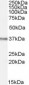 OGG1 Antibody (Internal)