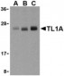 TNFSF15 / TL1A / VEGI Antibody (N-Terminus)