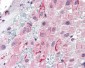 SPP1 / Osteopontin Antibody (C-Terminus)