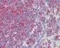 CD34 Antibody (clone MEC14.7)
