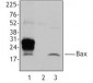 BAX Antibody (clone 6A7)