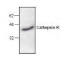 CTSK / Cathepsin K Antibody